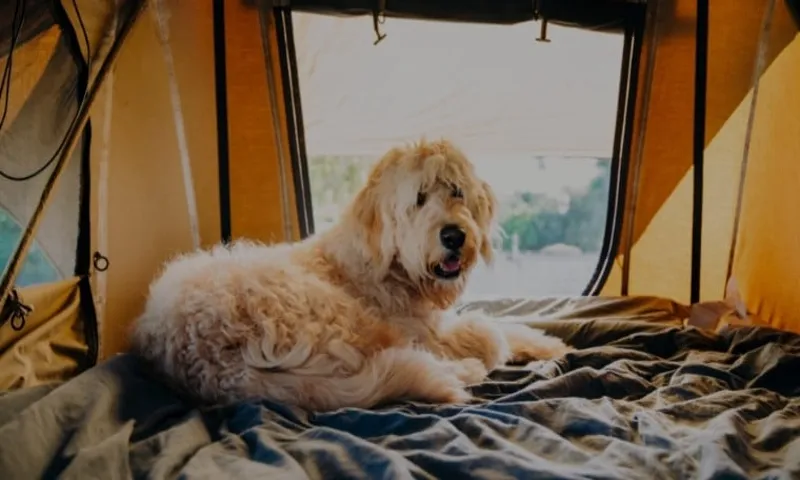 how to get a dog in a roof top tent