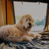 How to Get Your Dog Into a Roof Top Tent: Tips and Tricks