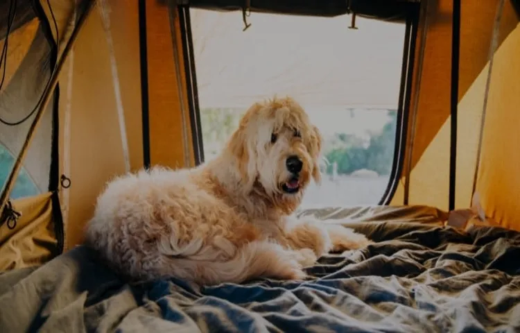 How to Get Your Dog Into a Roof Top Tent: Essential Tips and Tricks