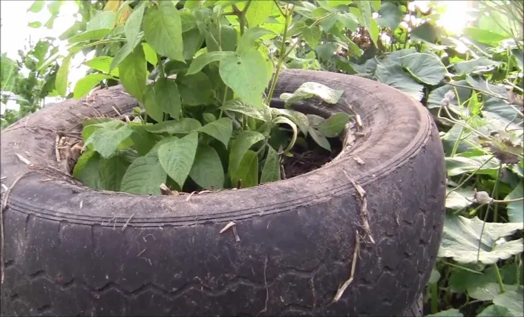 How to Grow Potatoes in a Tire: A Beginner’s Guide to Easy and Productive Potato Cultivation