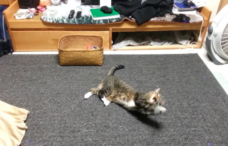 how to tire a kitten out