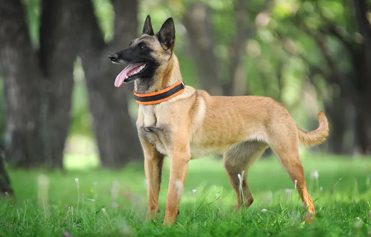 how to tire out a belgian malinois