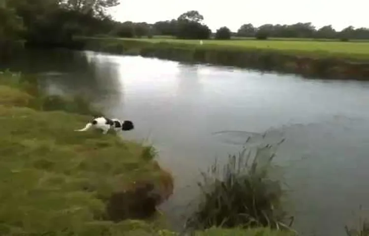 how to tire out a springer spaniel