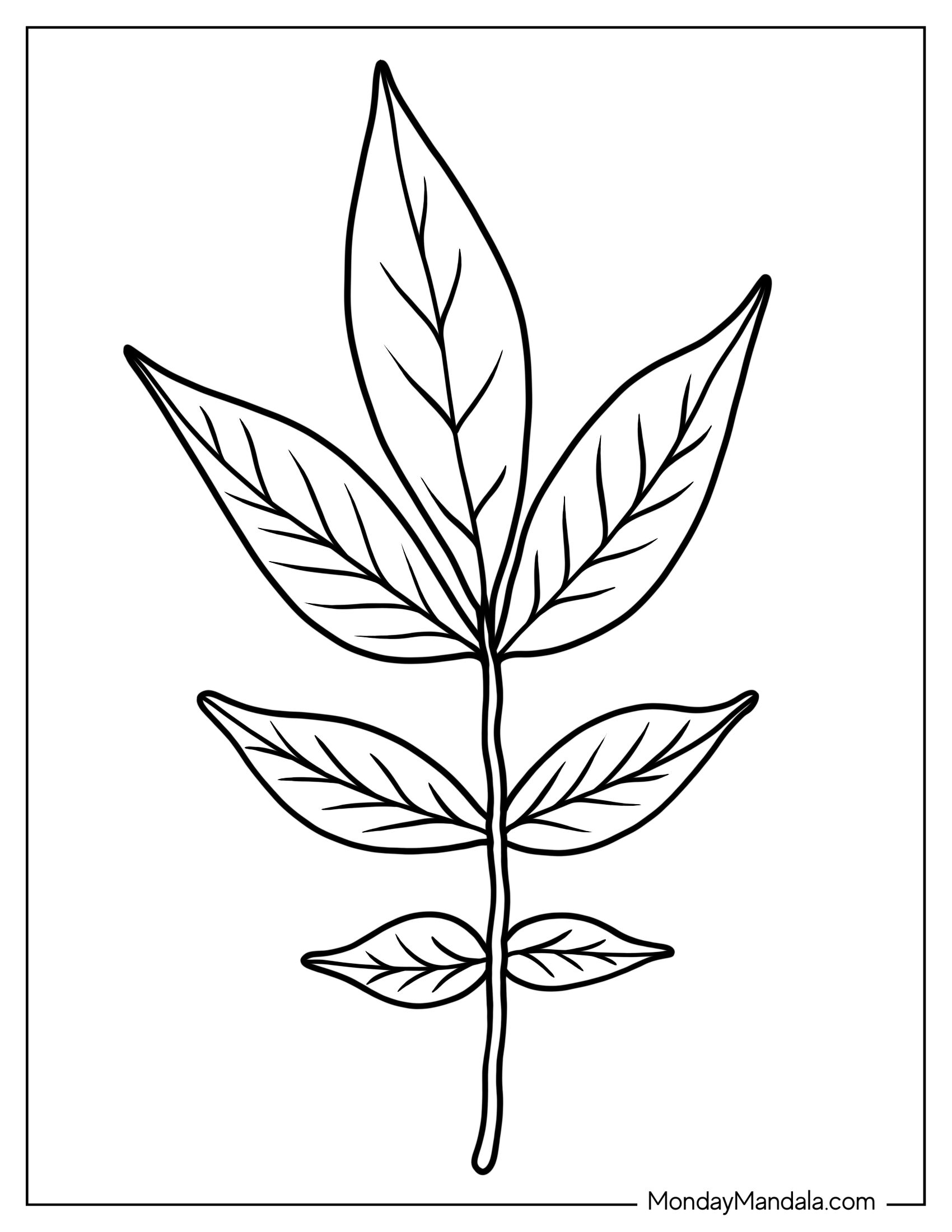 Acacia Leaf Coloring Sheet