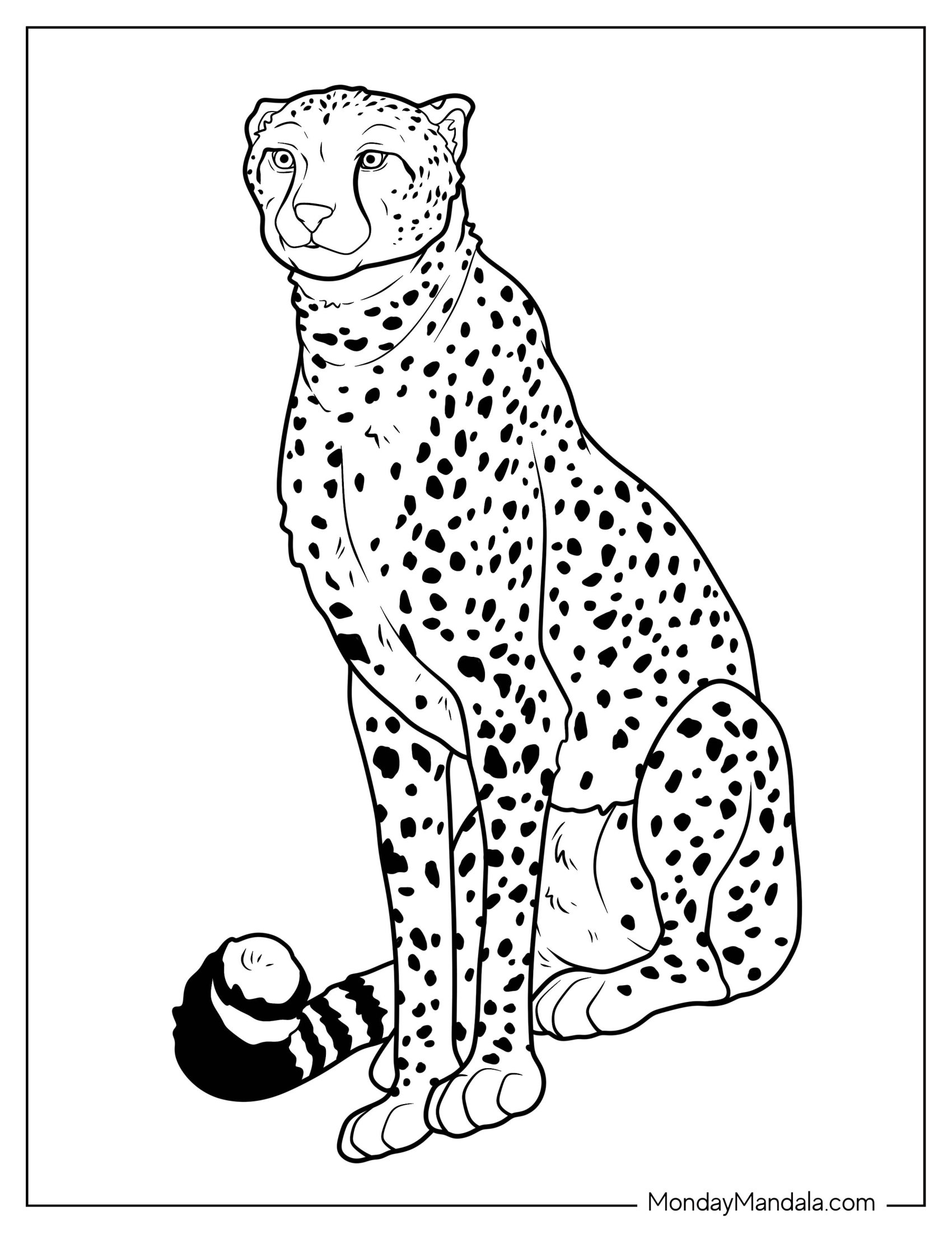 Adult Cheetah Coloring Page Sitting Down