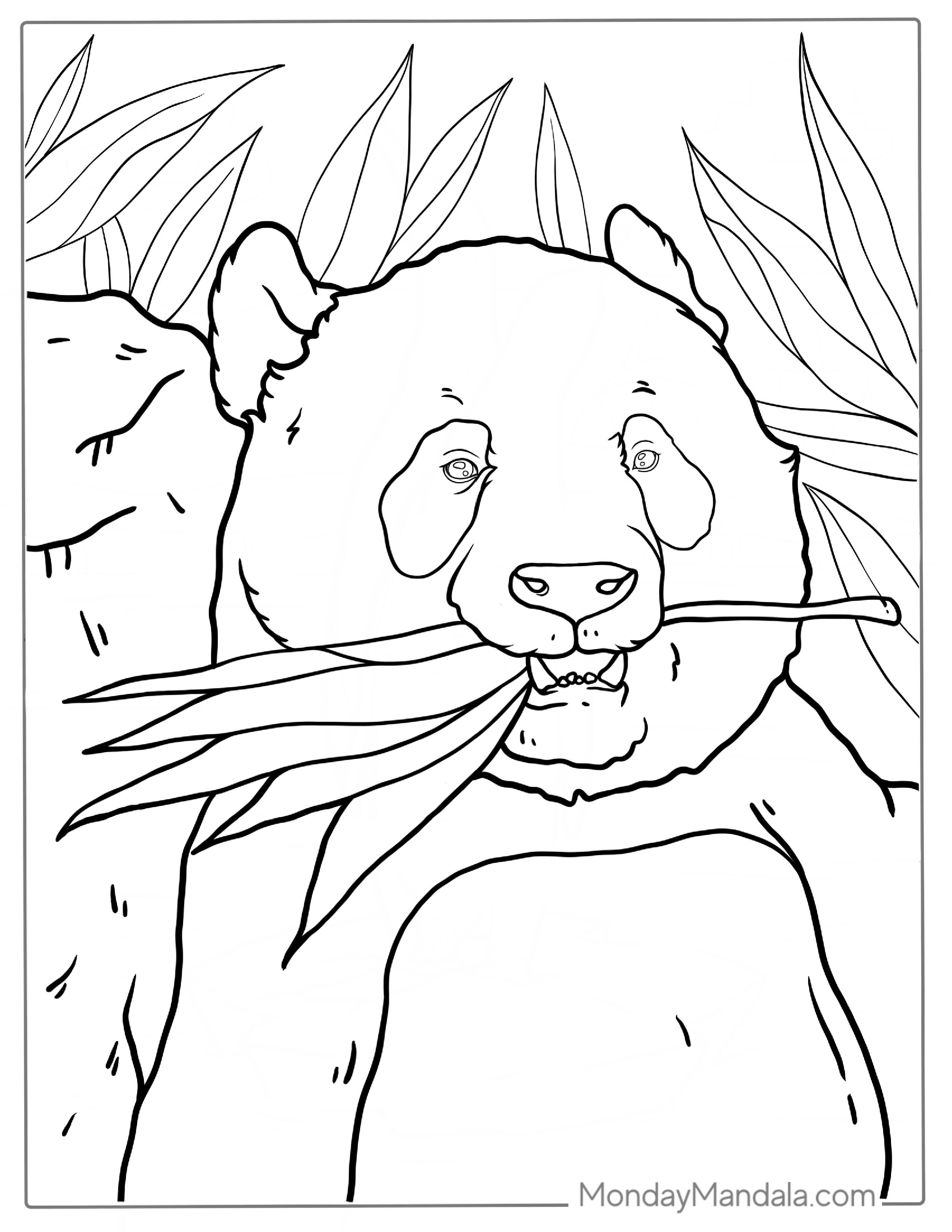 Adult Panda Eating Bamboo Coloring Picture