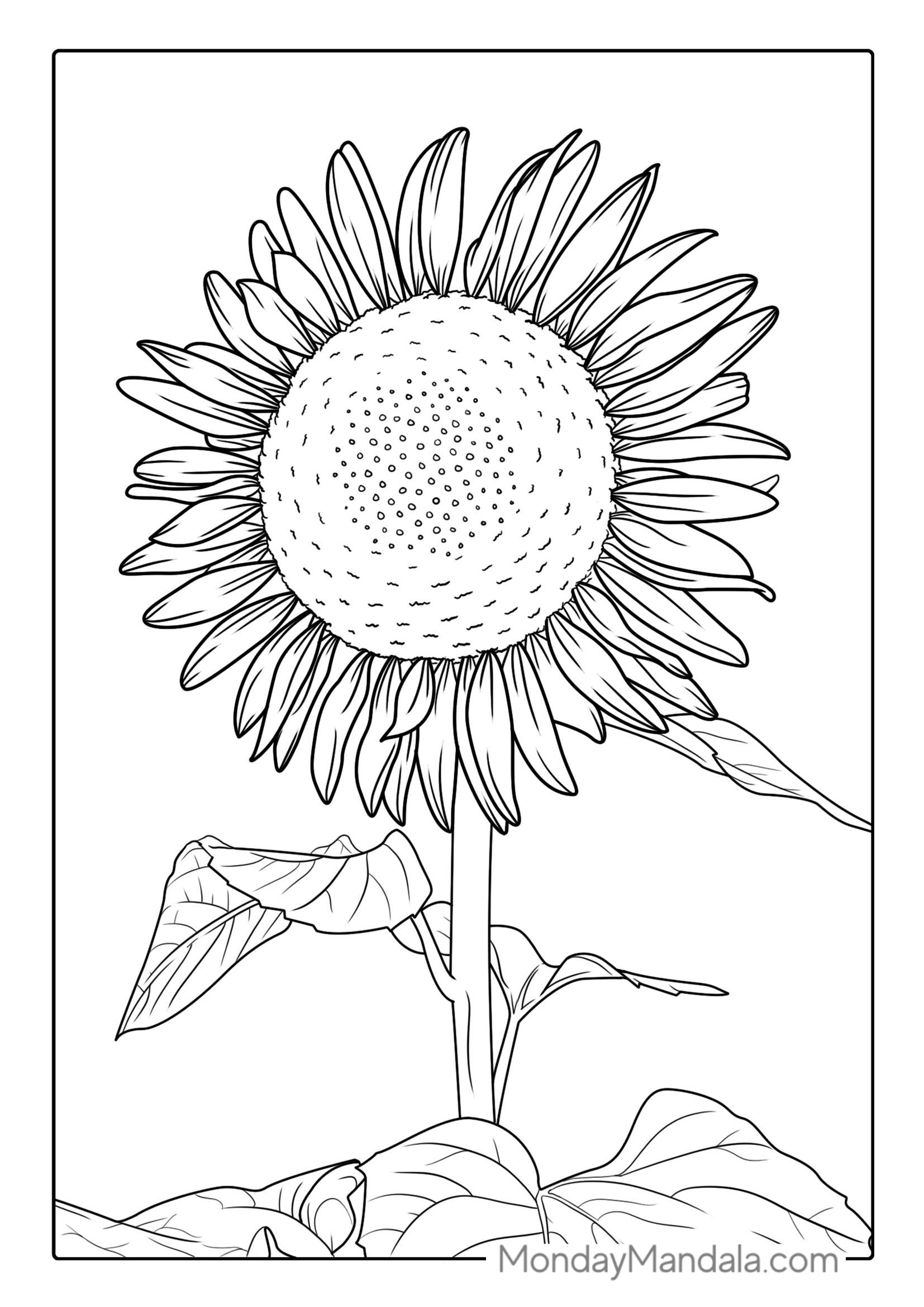 Big Bold Sunflower Coloring For Adults