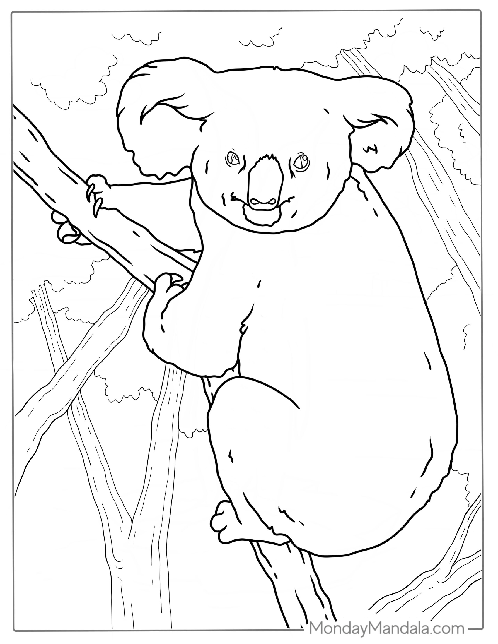 Big Koala Sitting In Tree To Color