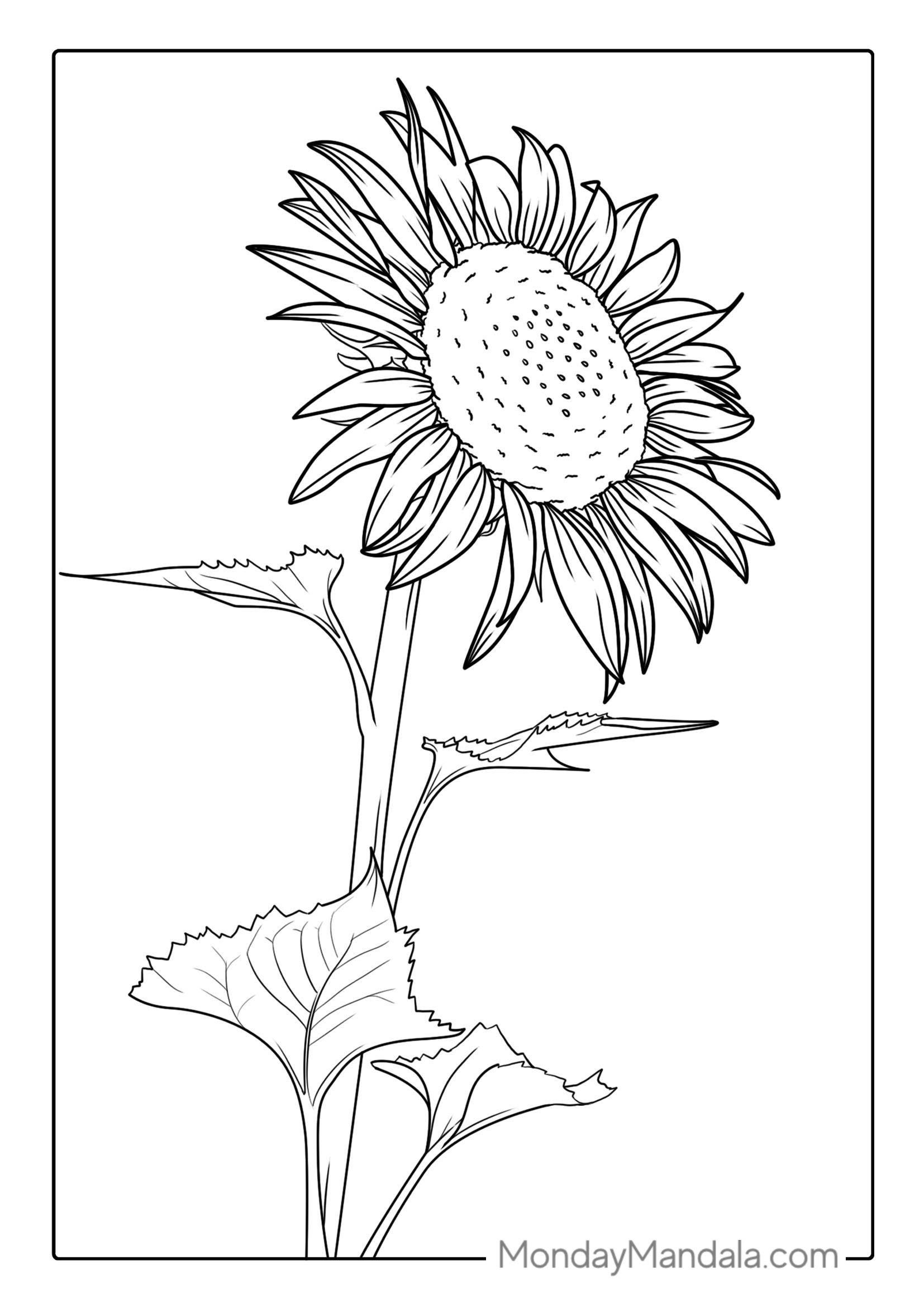 Big Sunflower During Summer Coloring