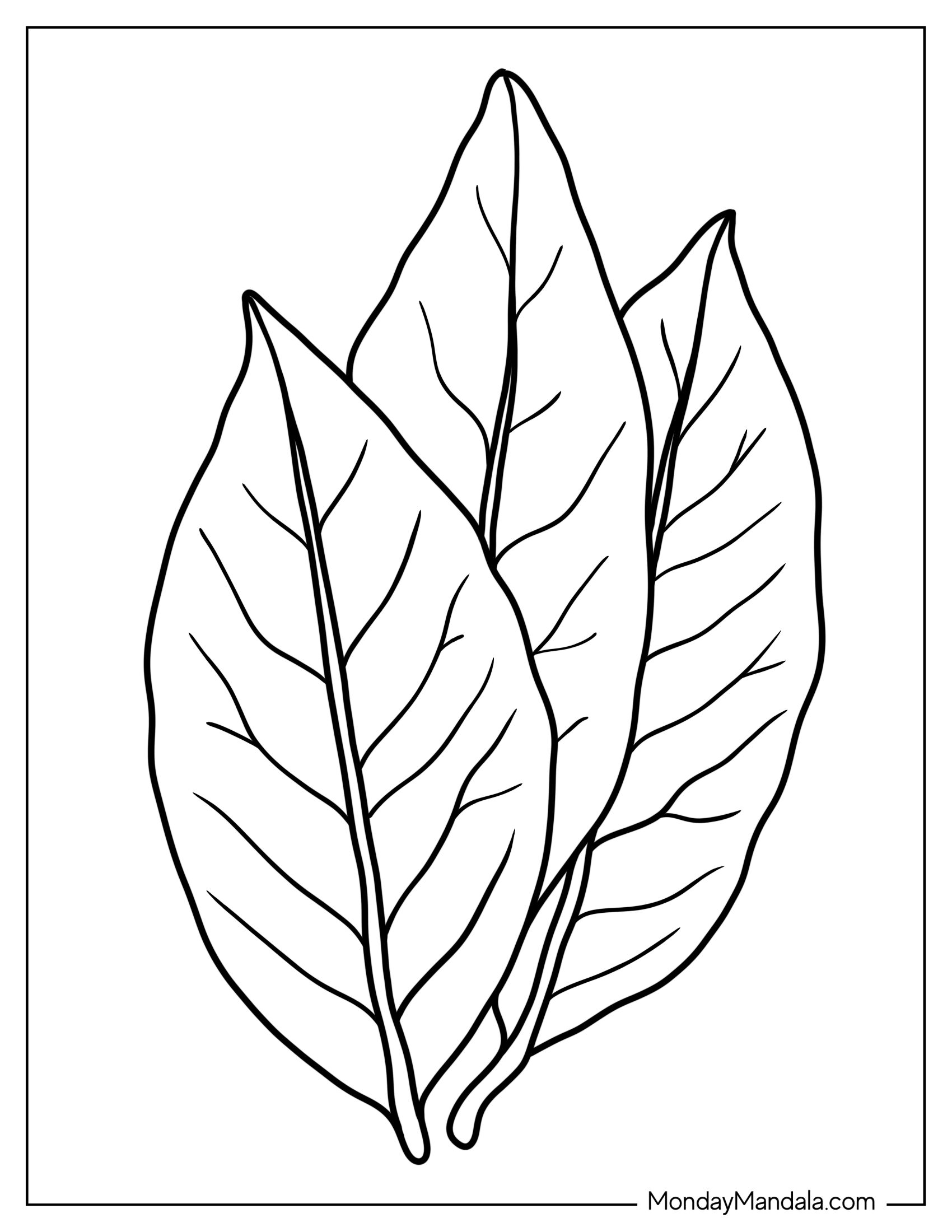 Bird Cherry Leaf Coloring Page