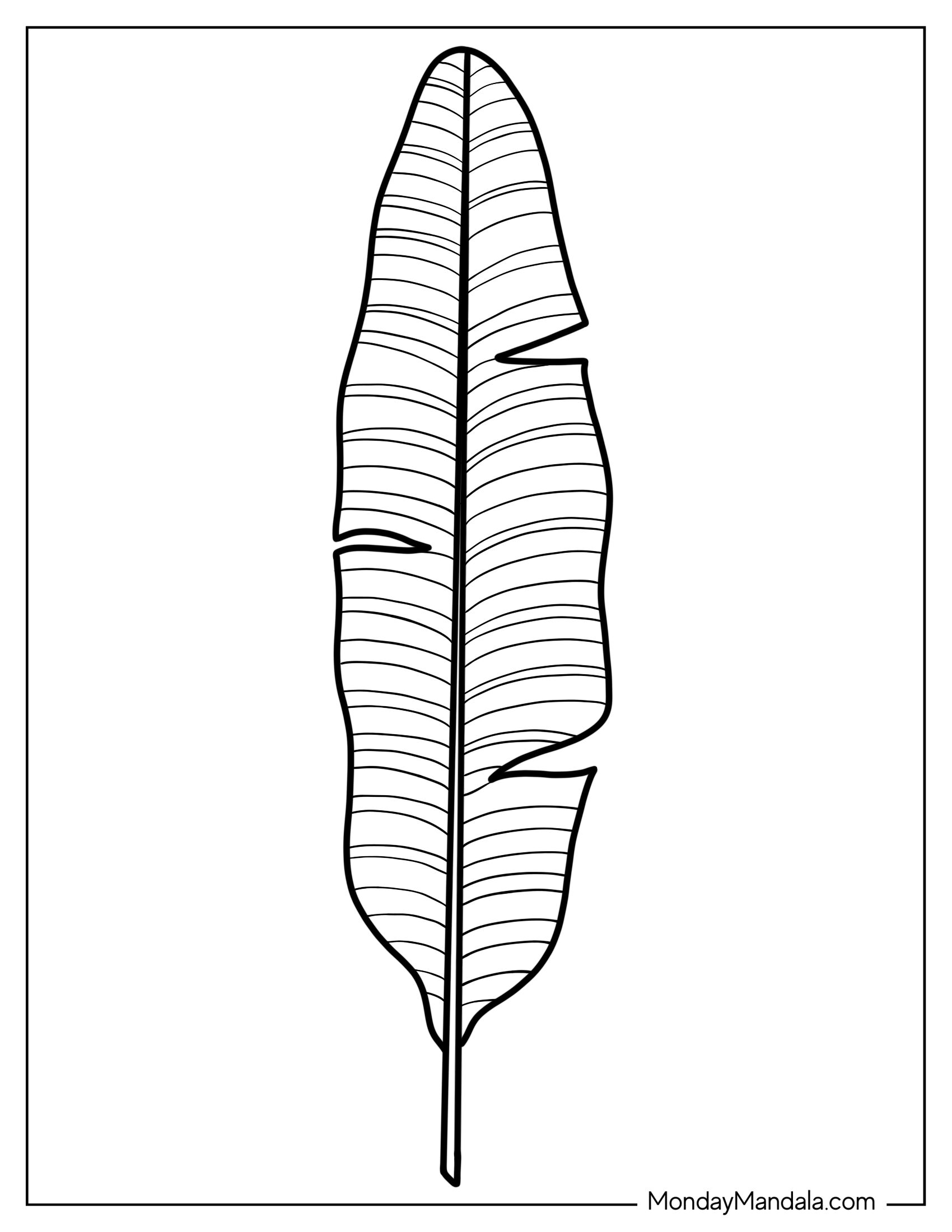 Bird Of Paradise Leaf Coloring Page