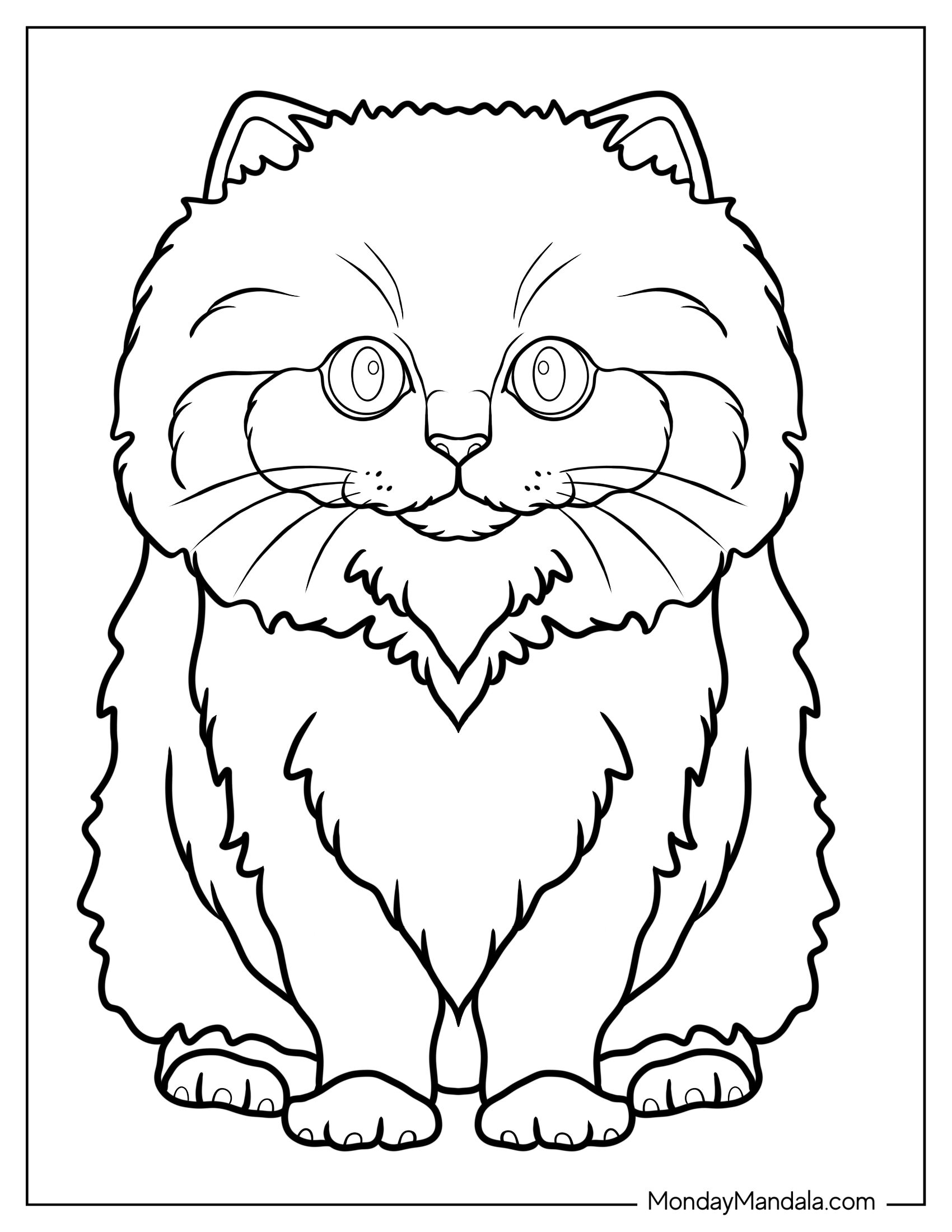 British Longhair Kitten Coloring Sheet For Kids