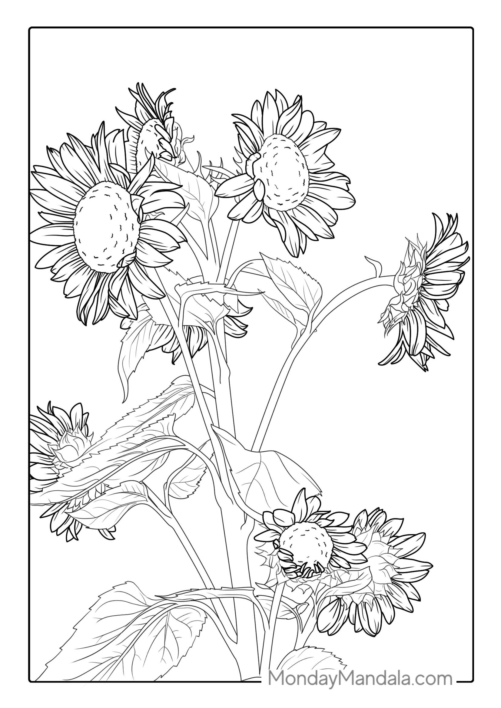 Bunch Of Detailed Sunflowers For Coloring