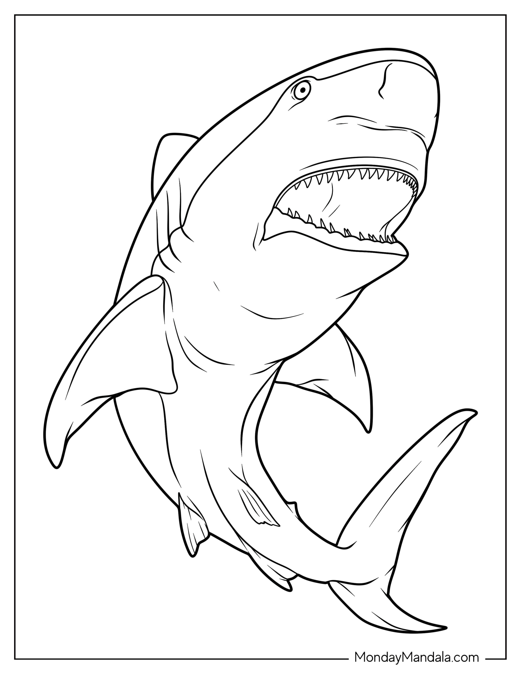 Close Up Of Bull Shark Coloring Page