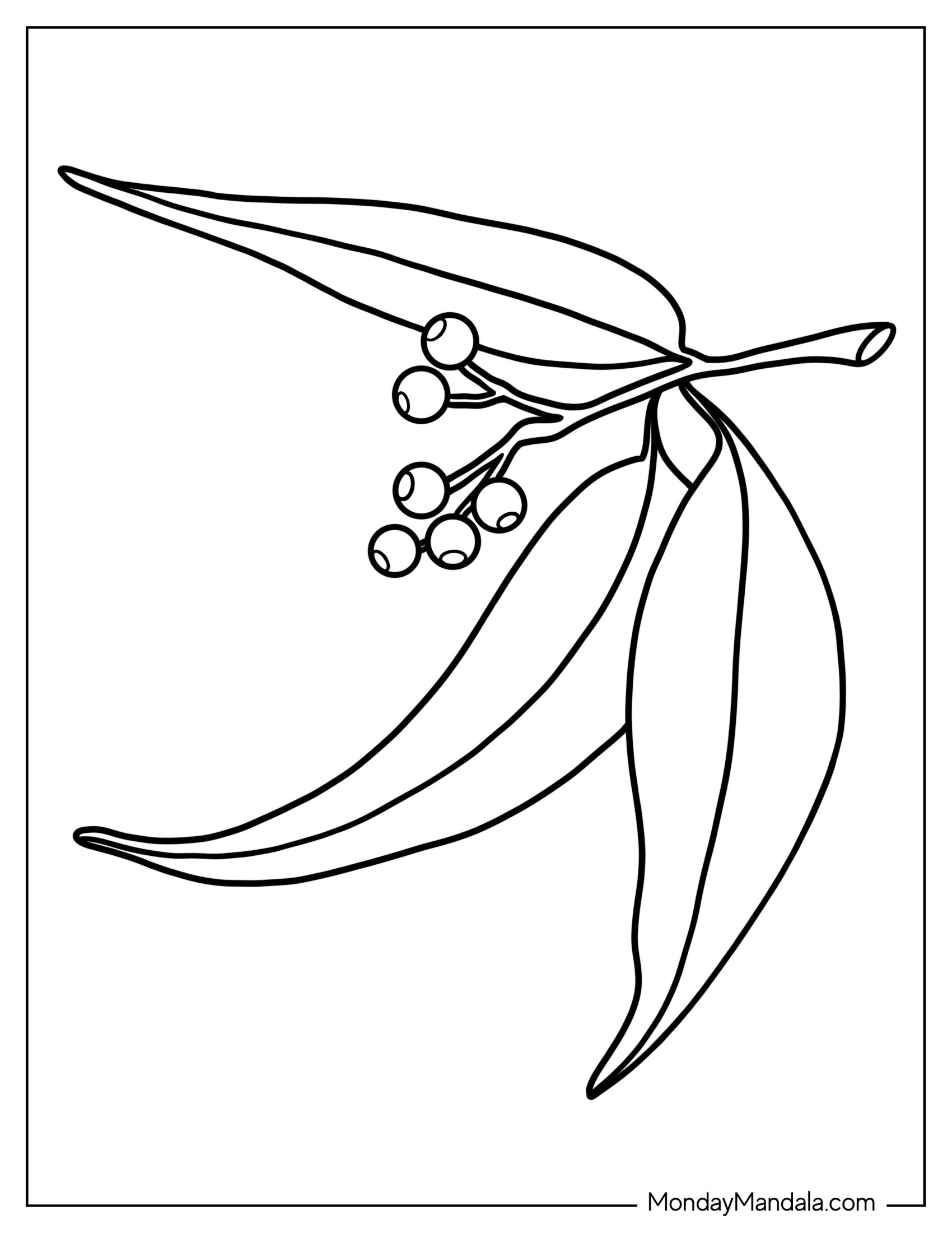 Coloring Page Of Australian Eucalyptus Laves