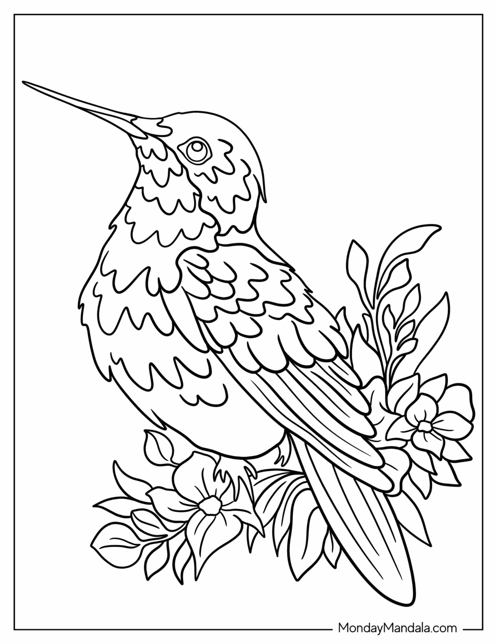 Coloring Sheet Of Perched Hummingbird