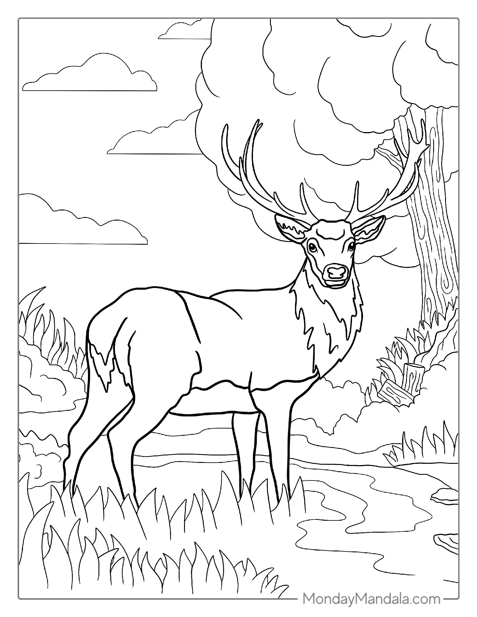 Coloring Sheet Of a White-Tailed Deer