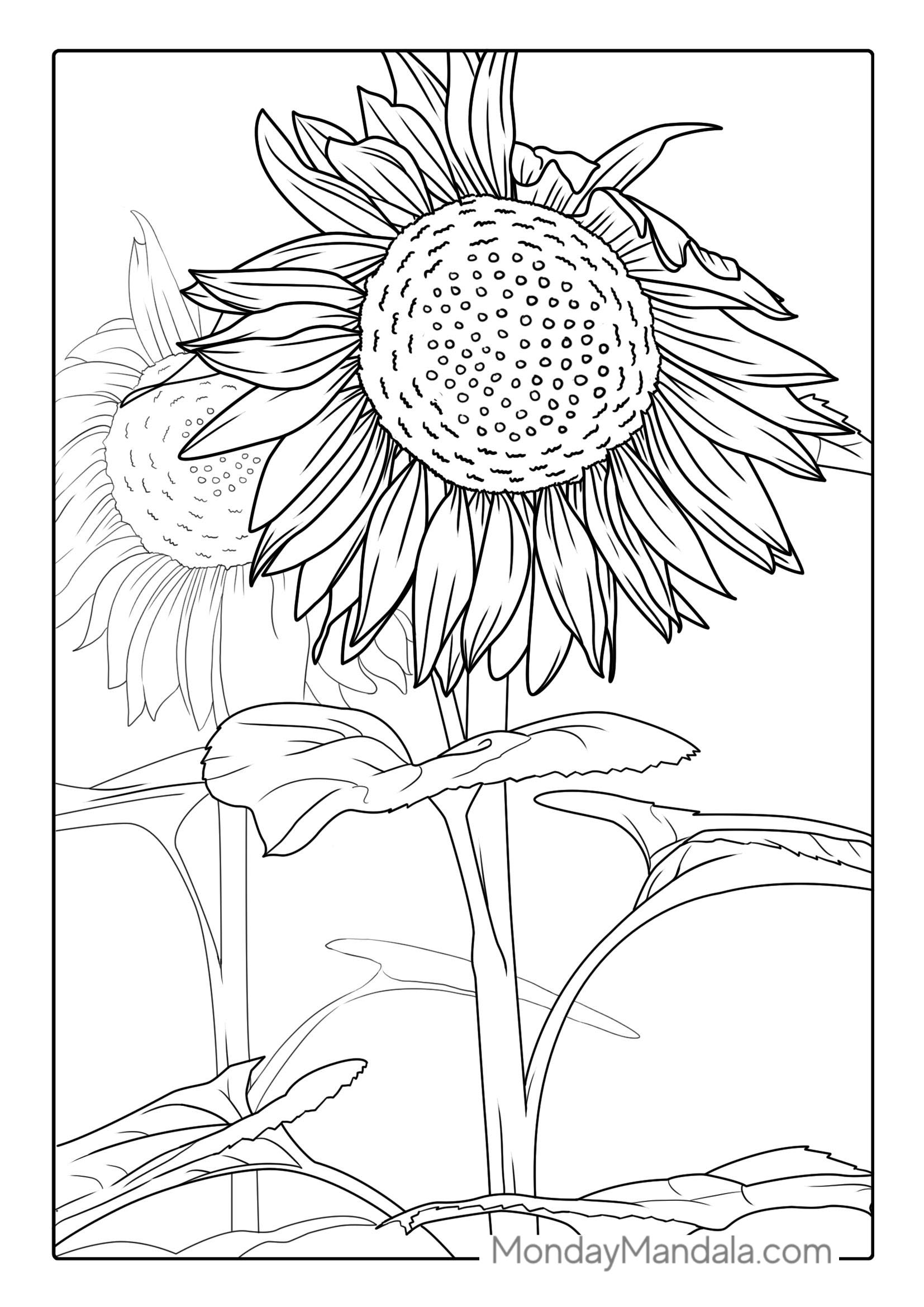 Detailed Adult Coloring Page Of Sunflowers