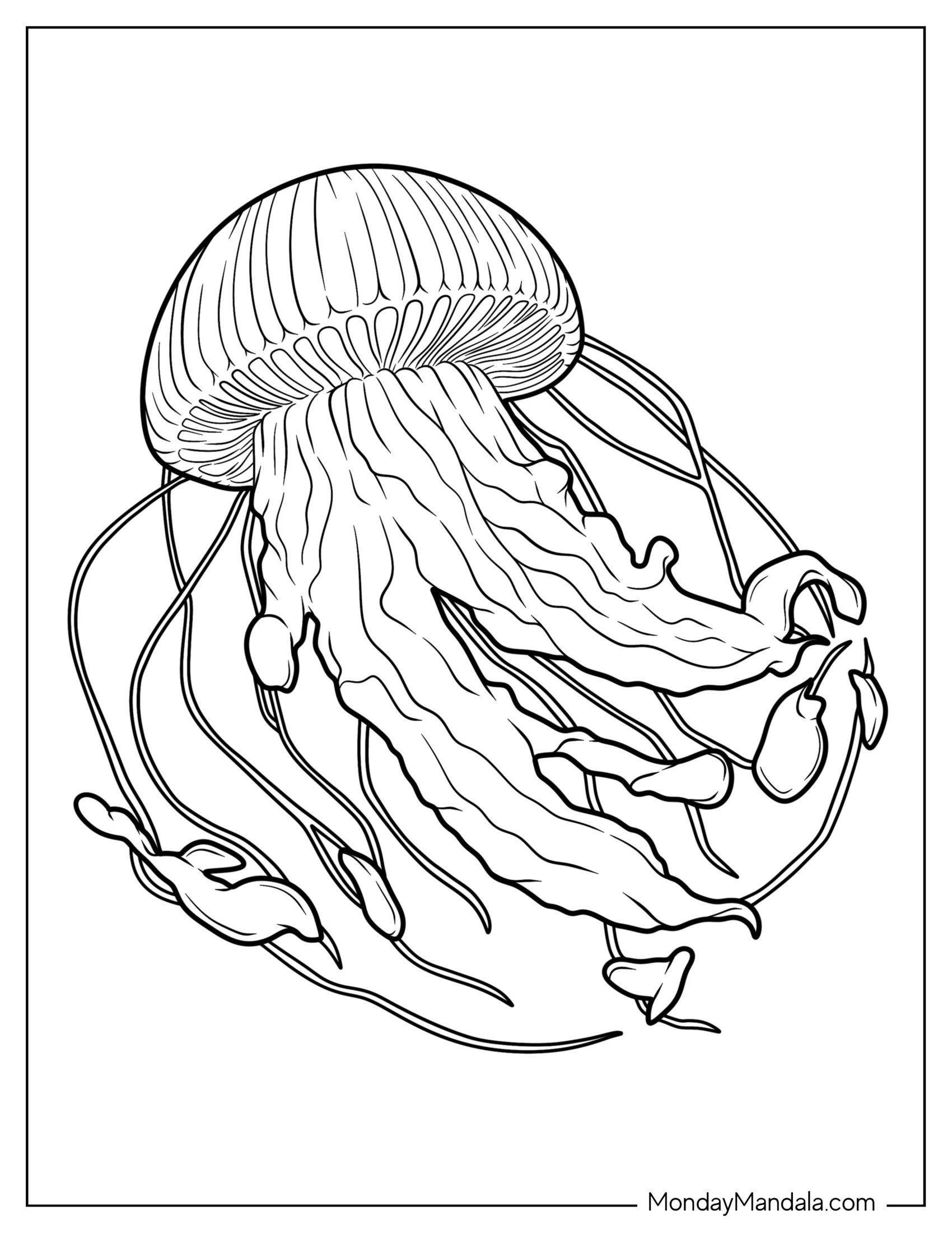 Detailed Sea Snake Jellyfish Coloring Page