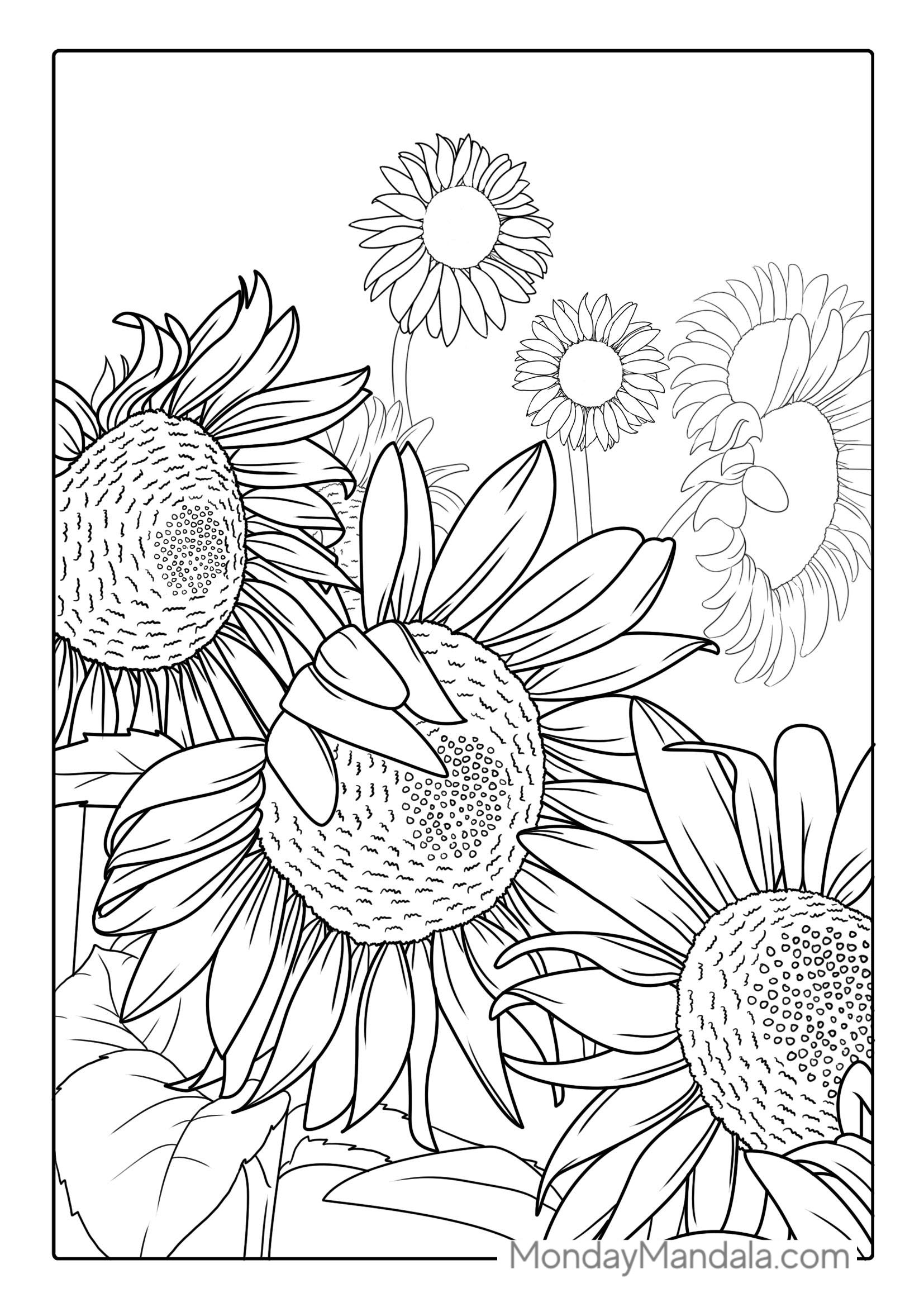 Detailed Sunflowers For Coloring