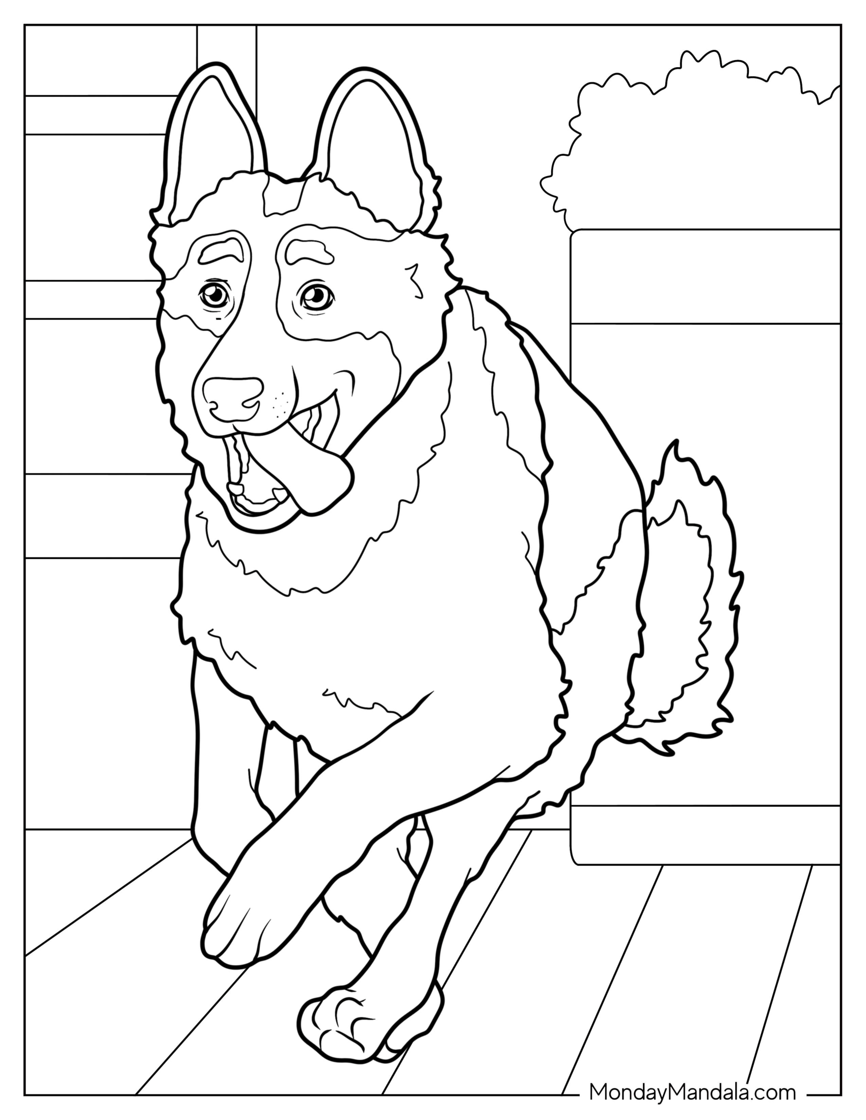 Fluffy German Shepherd Coloring Page Mid Run With Tongue Out