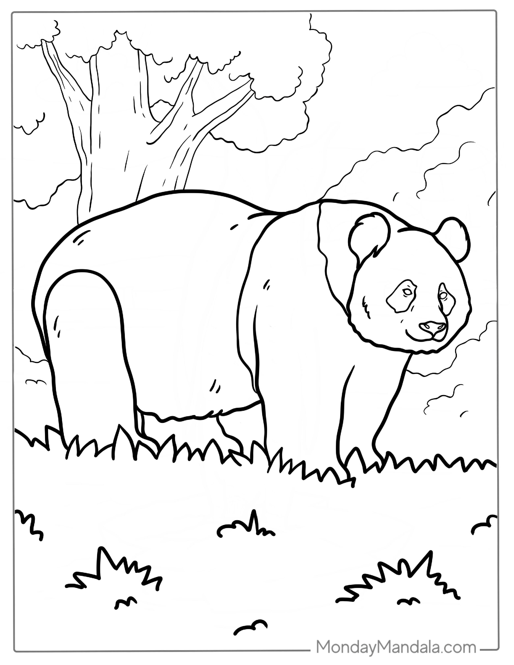 Giant Panda Walking On Grass To Color