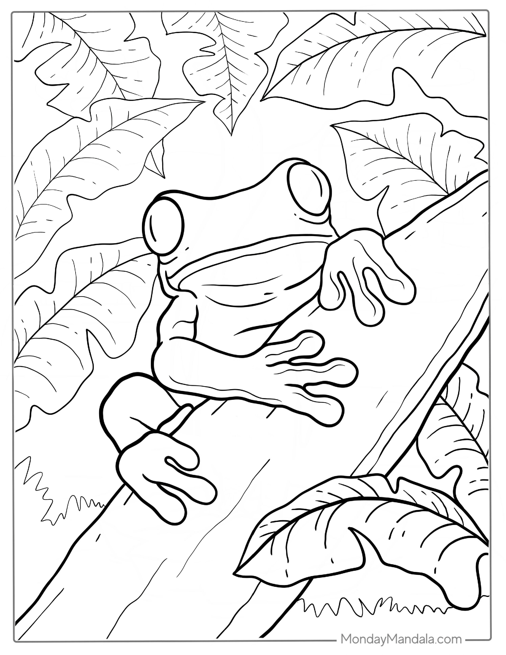 Green Tree Frog Coloring Sheet