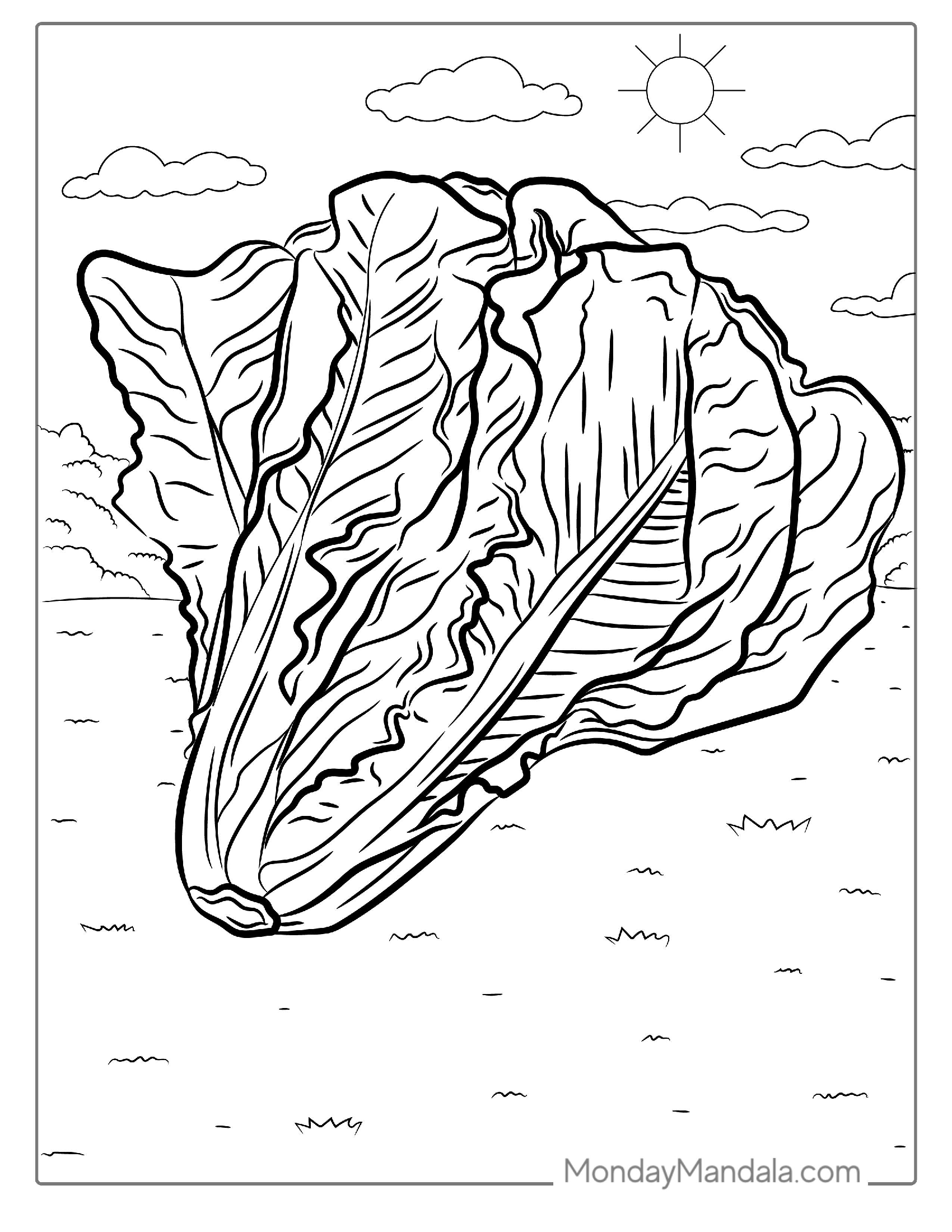 Lettuce Coloring Sheet