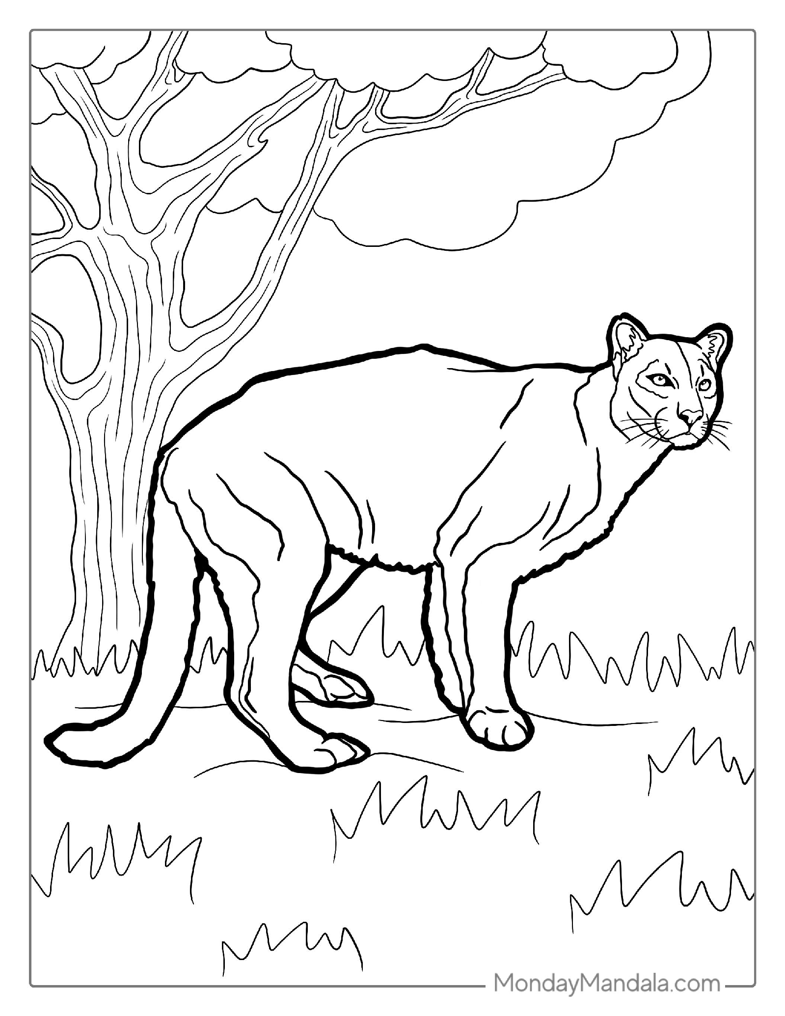 Mountain Lion Coloring Page