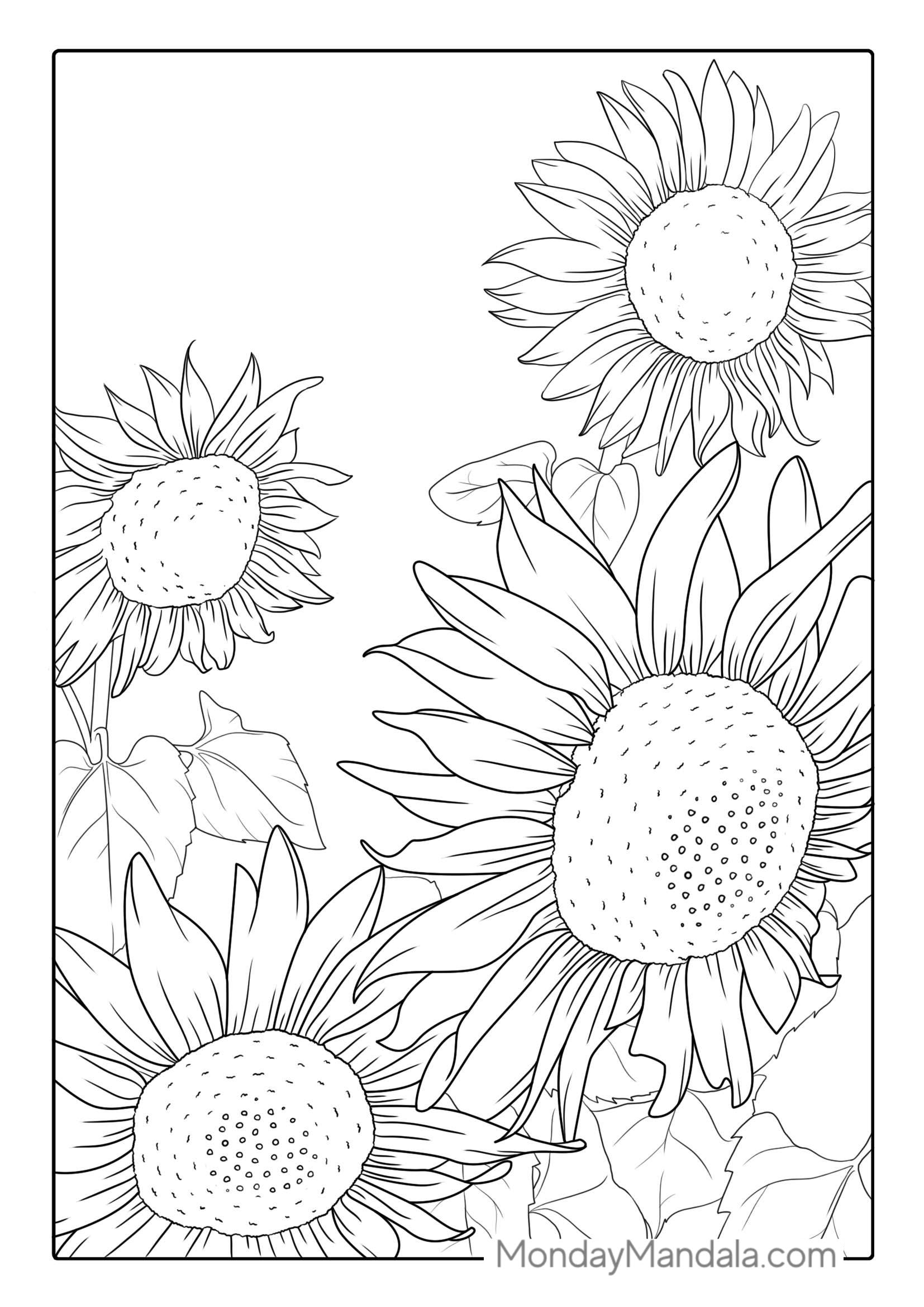 Multiple Sunflowers In Field Coloring Page