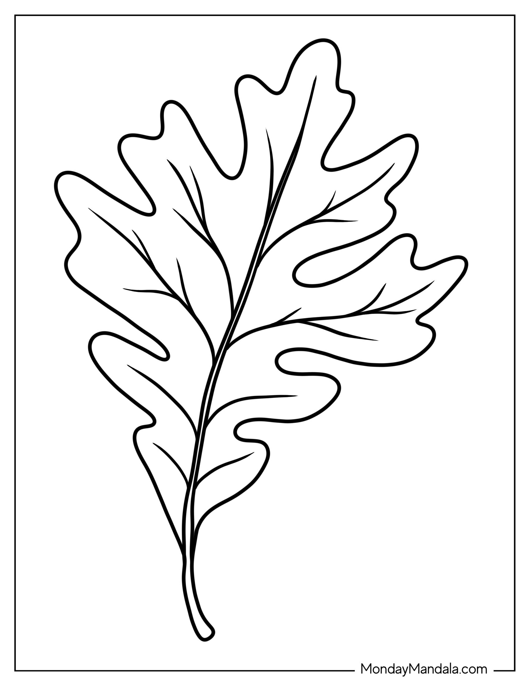 Oak Tree Leaf