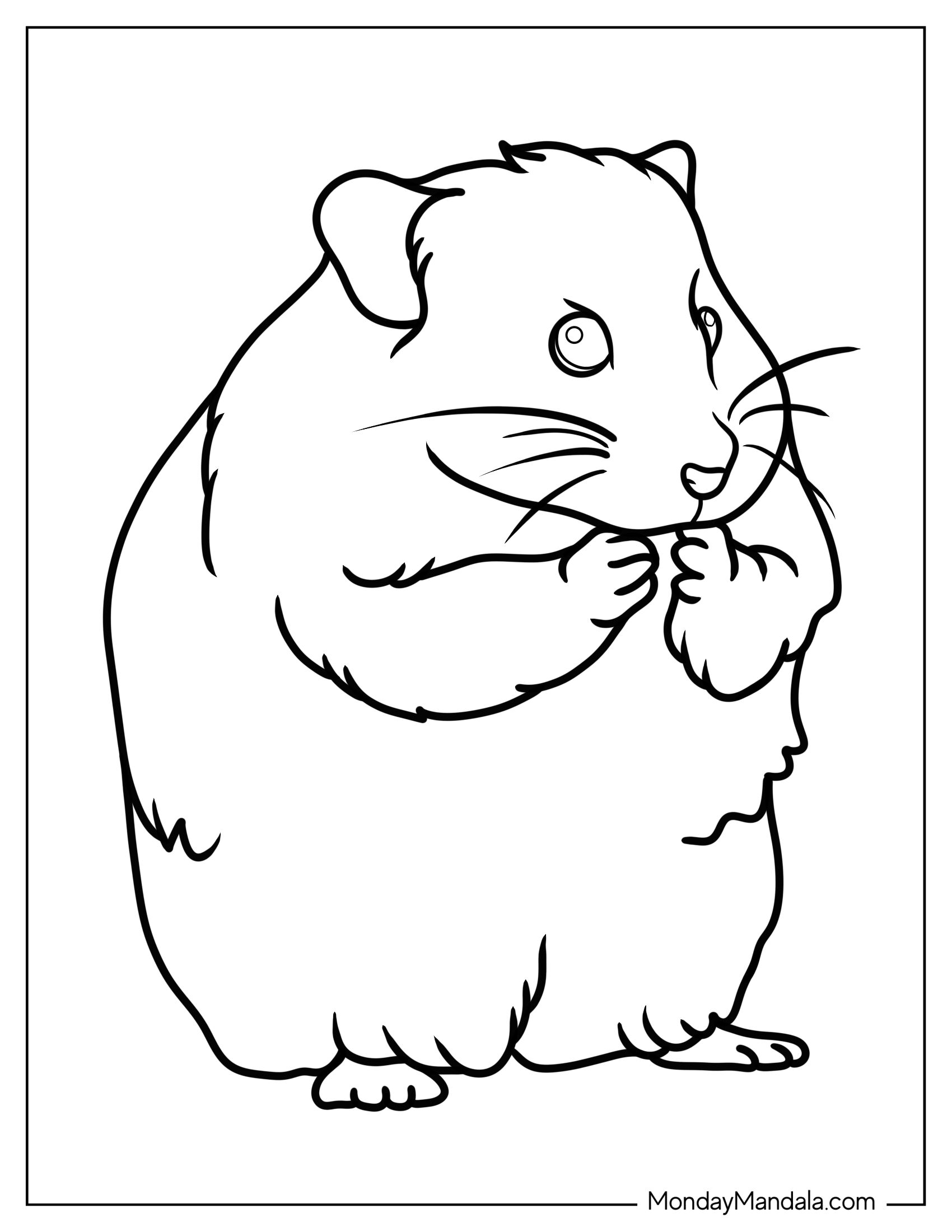 Outline Of Realistic Hamster Coloring In For Kids