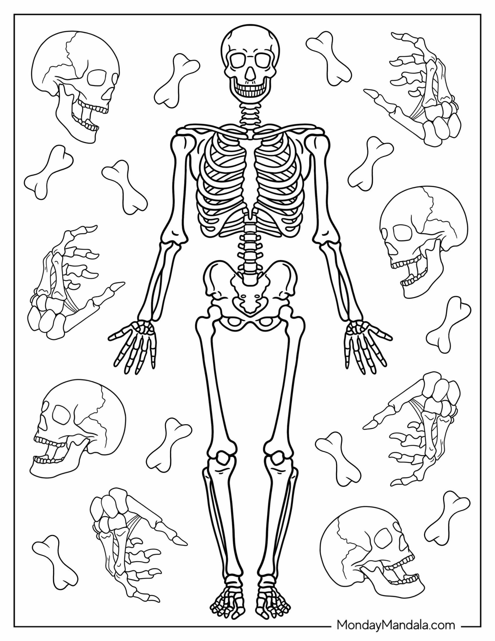 Realistic Adult Skeleton Coloring Page