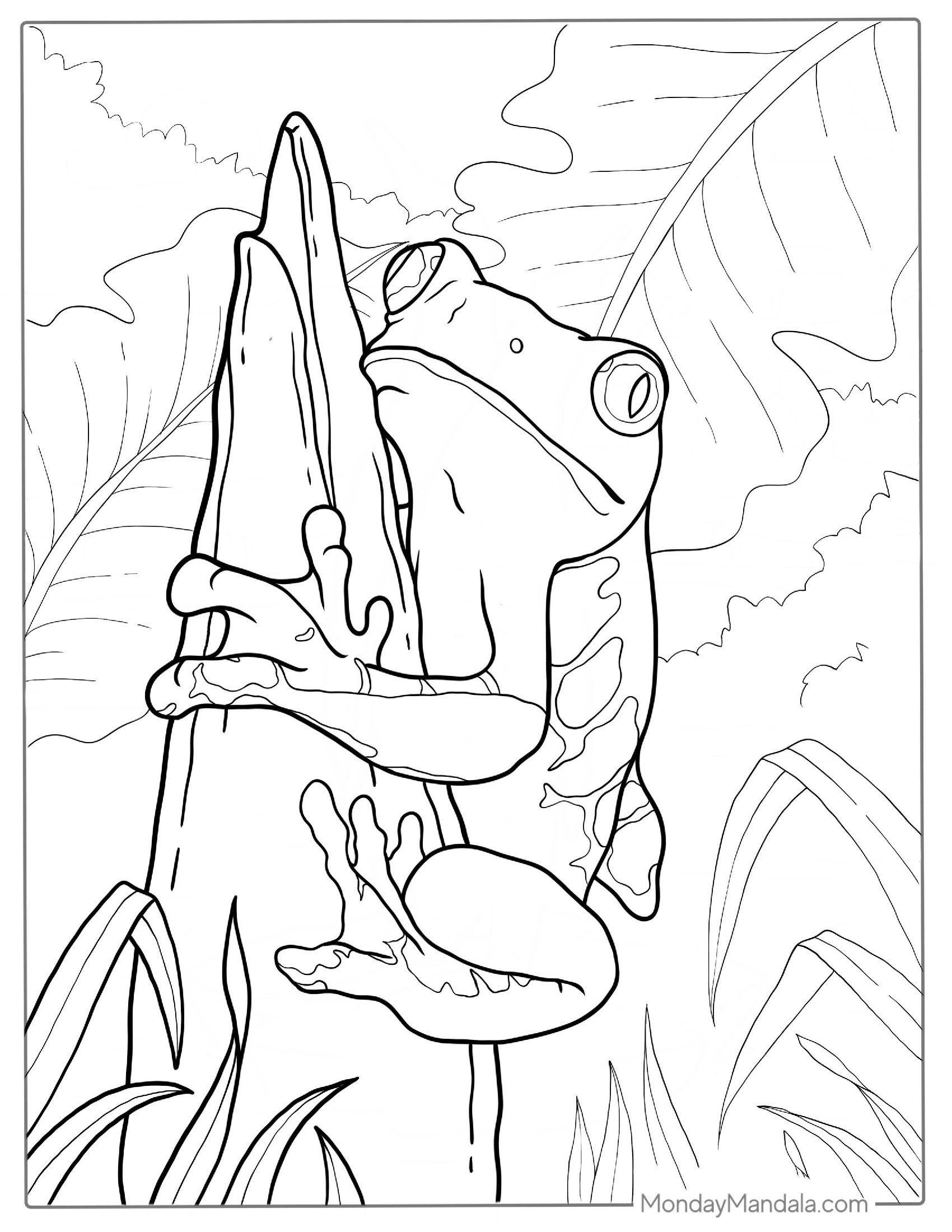 Red Eyed Tree Frog On Log Coloring Page