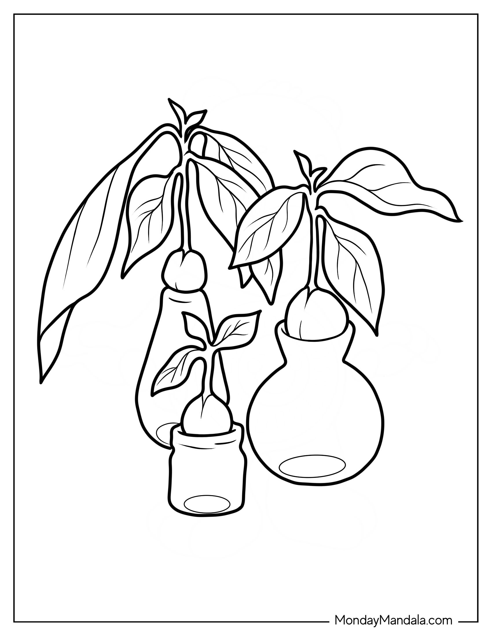 Sprouting Avocados Coloring Page Of Seeds On Glass Bottles