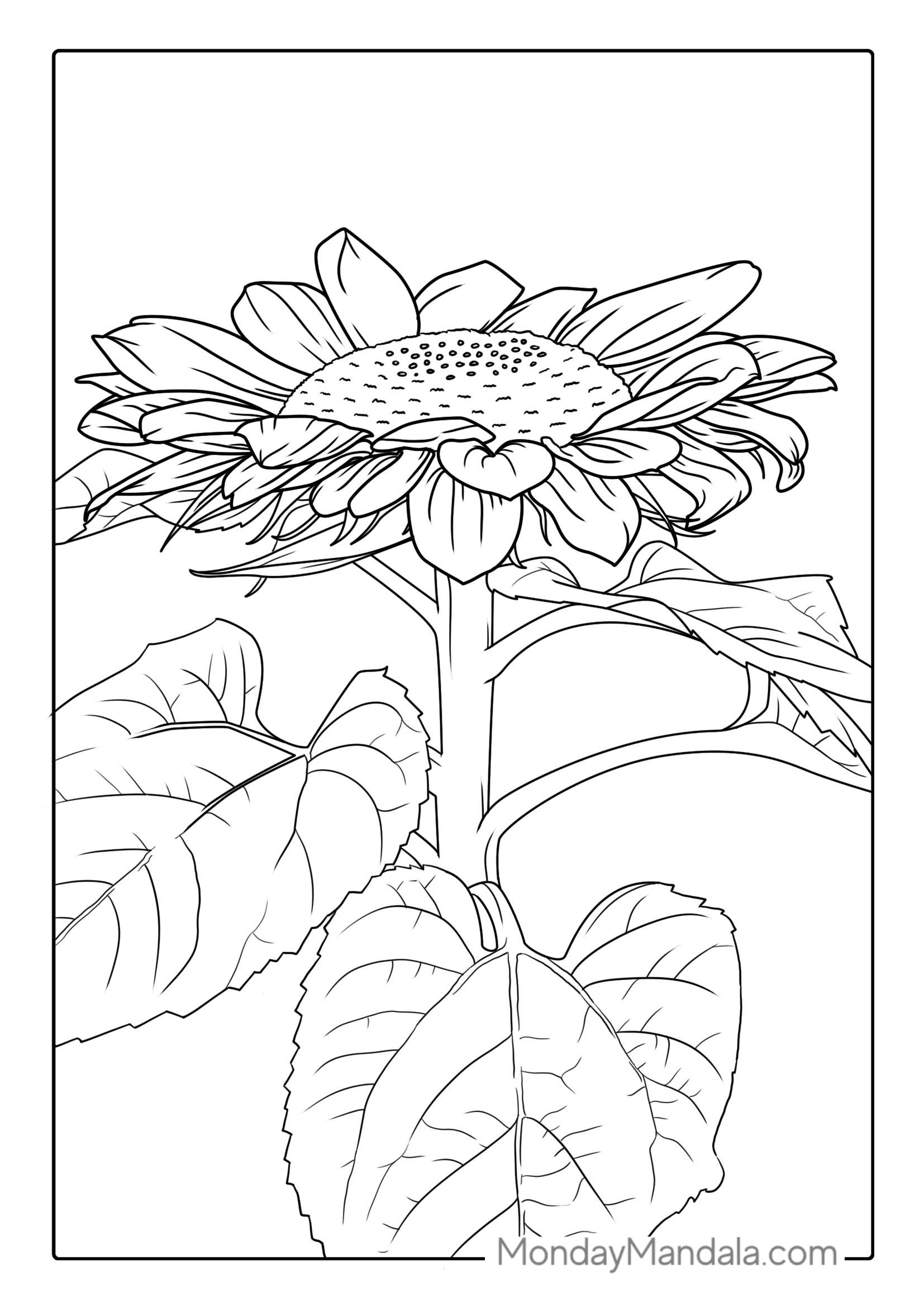 Sunflower With Big Petals For Coloring