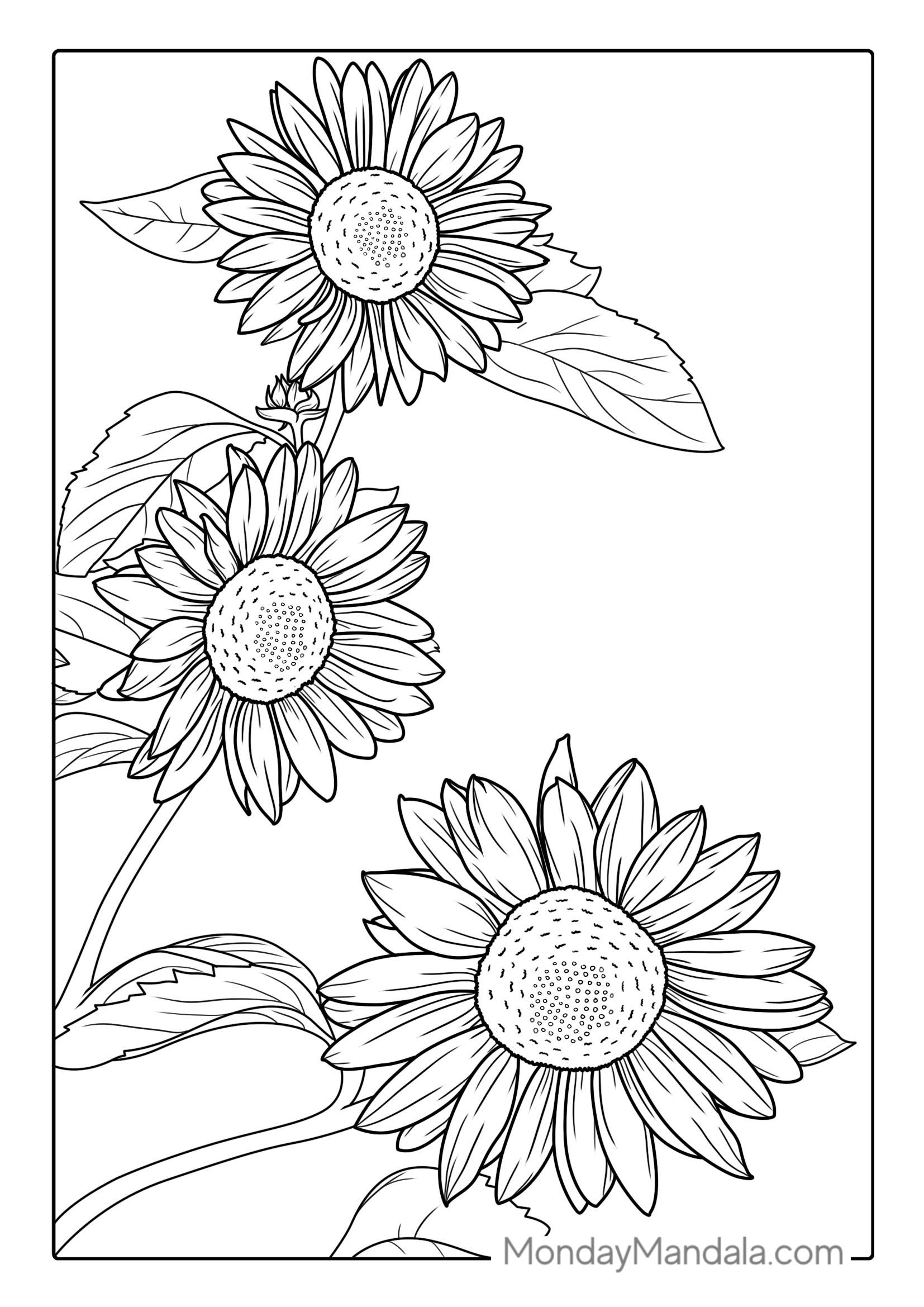 Sunflowers Blowing In The Wind For Coloring