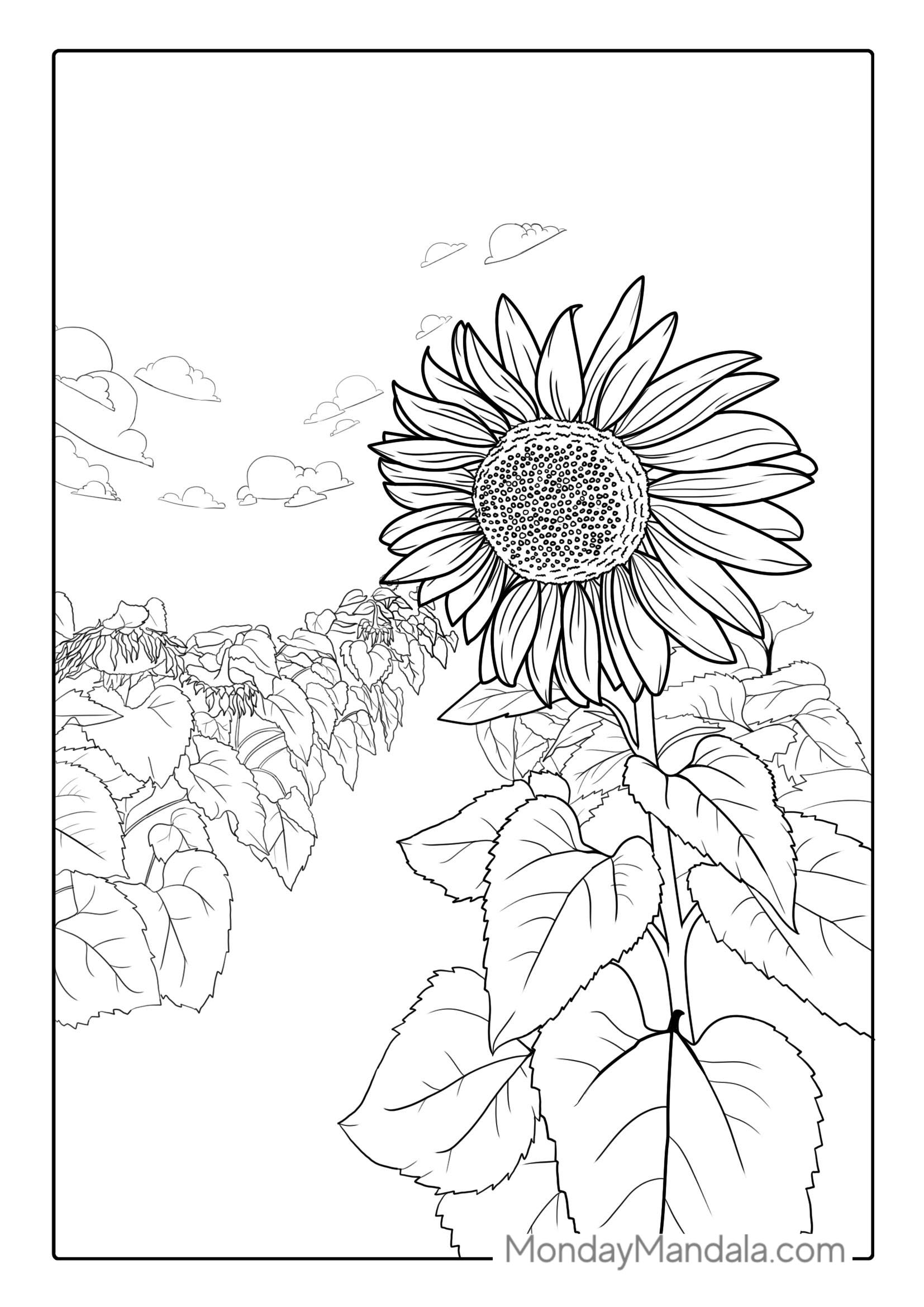 Sunflowers In Field To Color