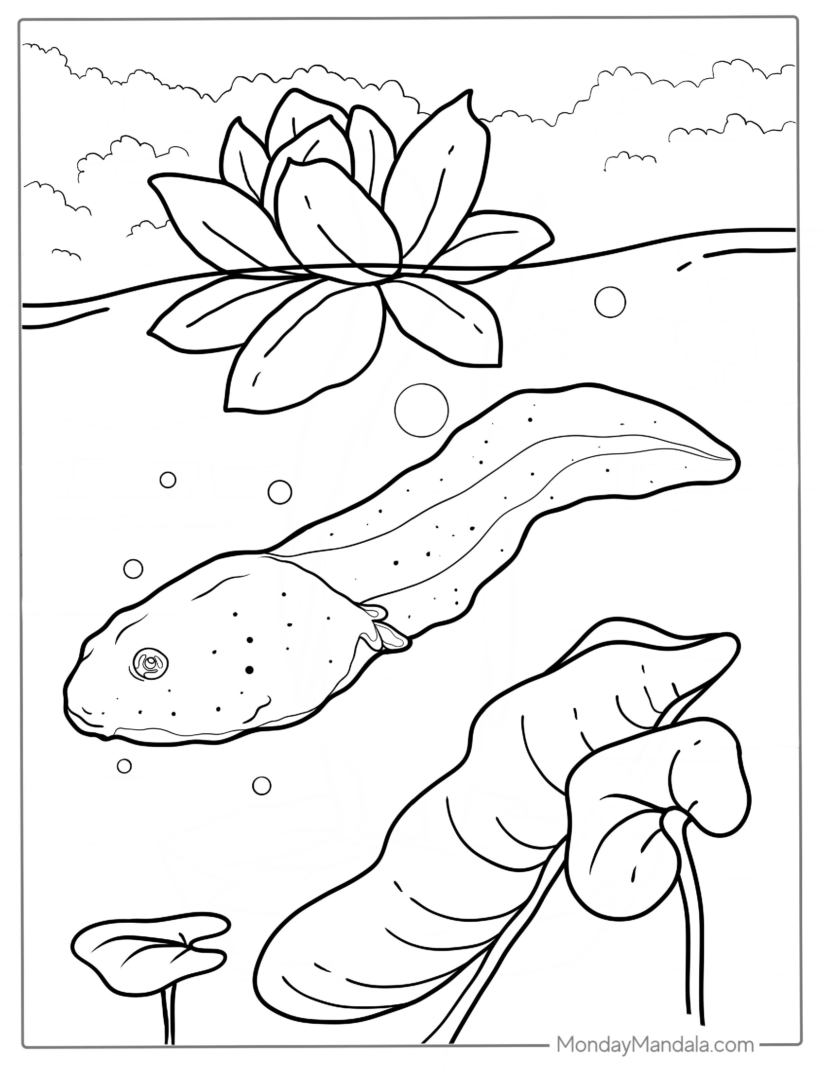 Tadpole Coloring Page For Kids