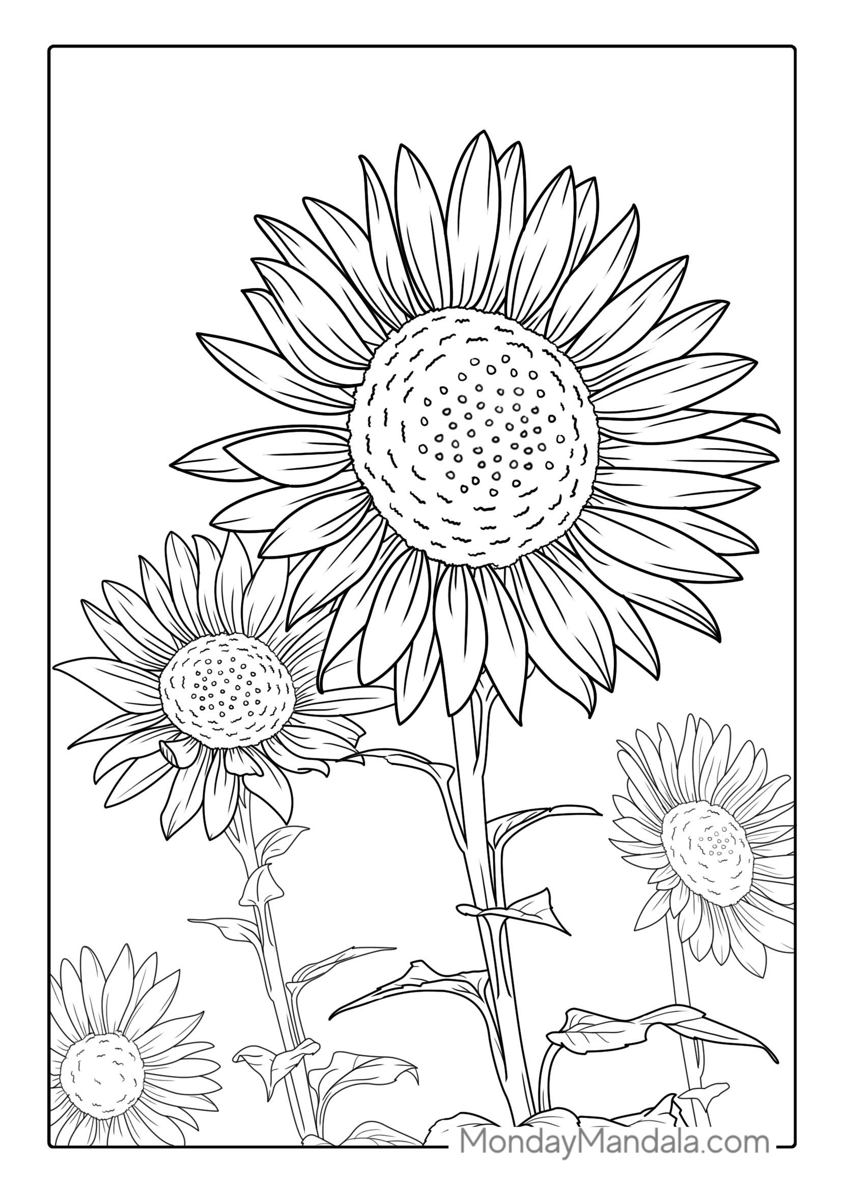 Tall Standing Sunflowers Coloring Sheet