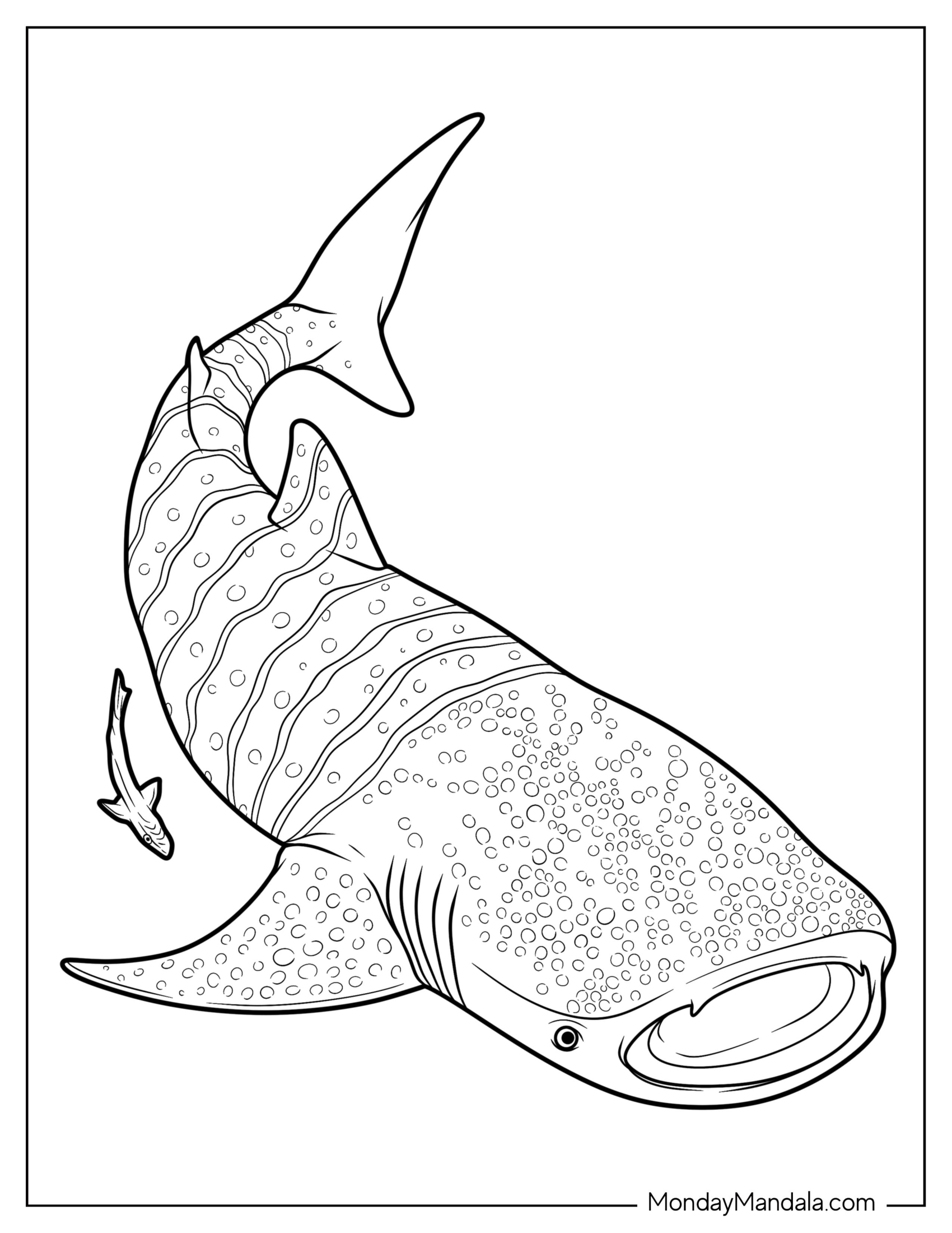 Textured Whale Shark Coloring Page