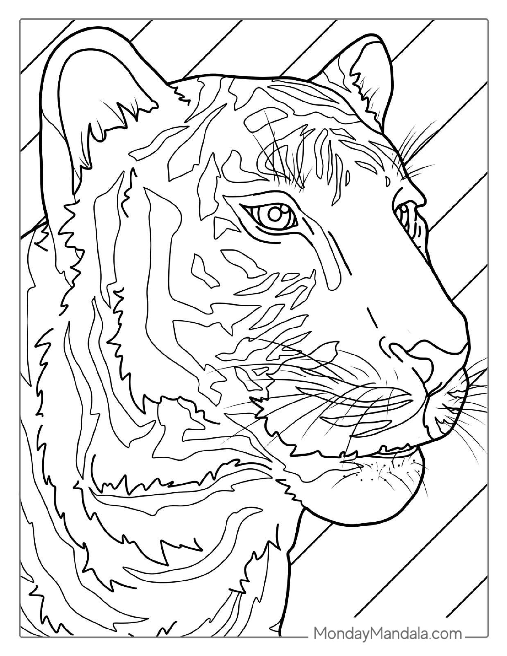 Tiger Head With Whiskers Coloring