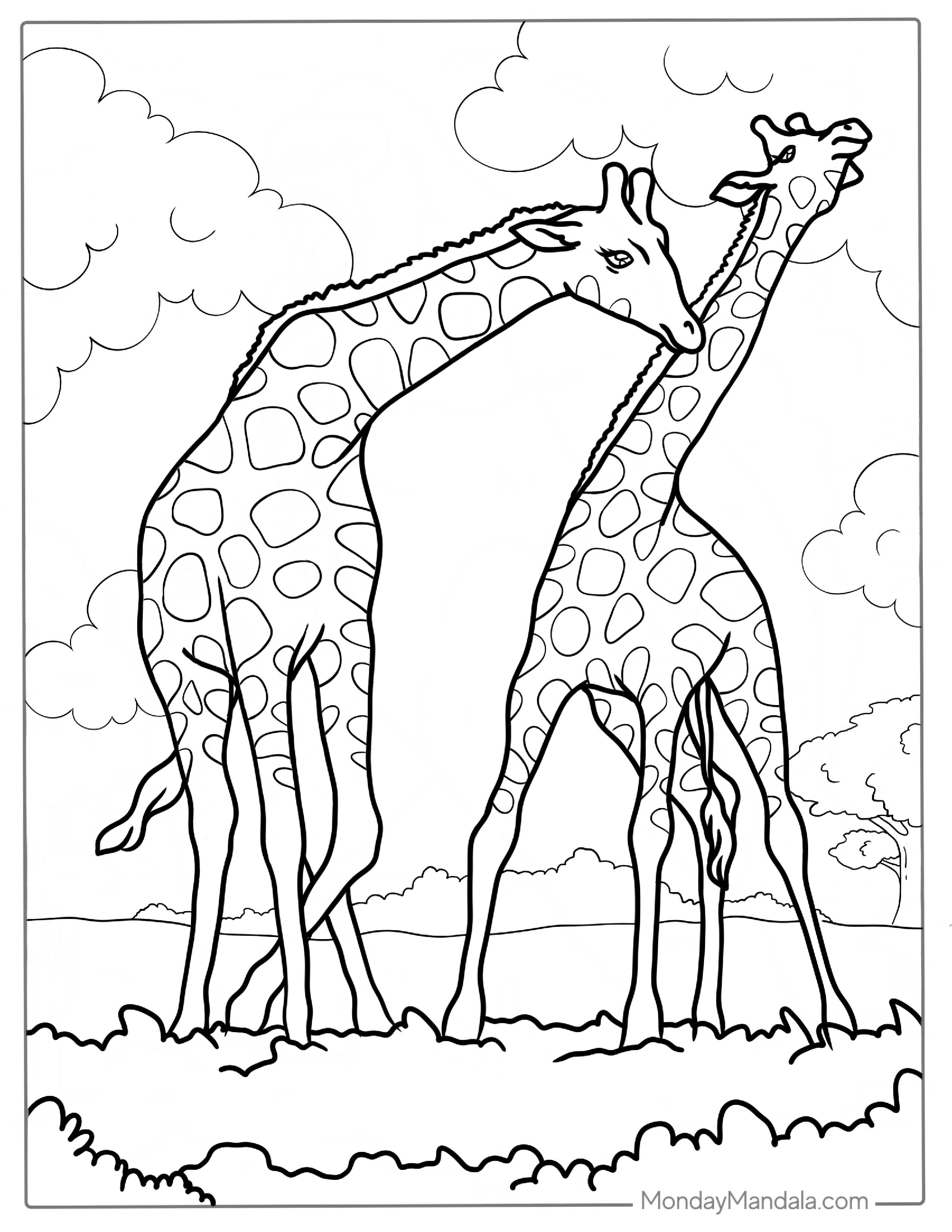 Two Adult Giraffes In The Savannah Woodlands