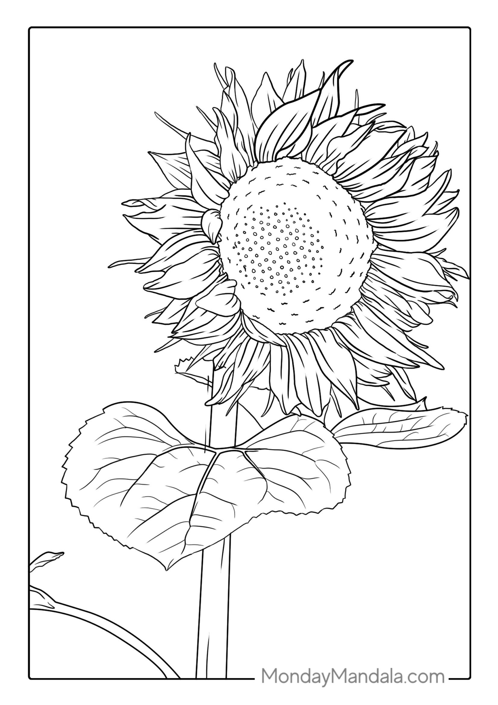 Ultra Fine Sunflower Coloring Sheet